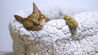 Relaxing Soothing Sleep Music for Cats by Kitty Luxx 4 views 3 years ago 13 minutes, 53 seconds