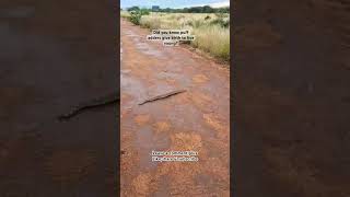 Puff adders are very venomous snakes 🐍 #nature #animallife #motivation #cute #fyp #viral