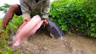 wow amazing fishing! catch a lot of fish under grass at field by hand a fisherman skills