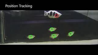 Biomimetic Soft Robot Fish