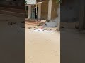 الجيزة مركز ابو النمرس قرية طموة الجيزة مركز ابو النمرس قرية طموة