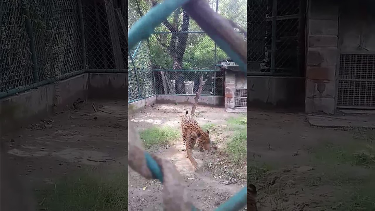 Zoo delhi(4) - YouTube