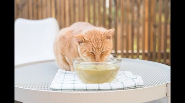 Gororong Premium and Natural Catnip Teabag for Indoor and Outdoor Cat and Feline 13EA how to use!