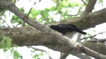 New Caledonian crow using a tool