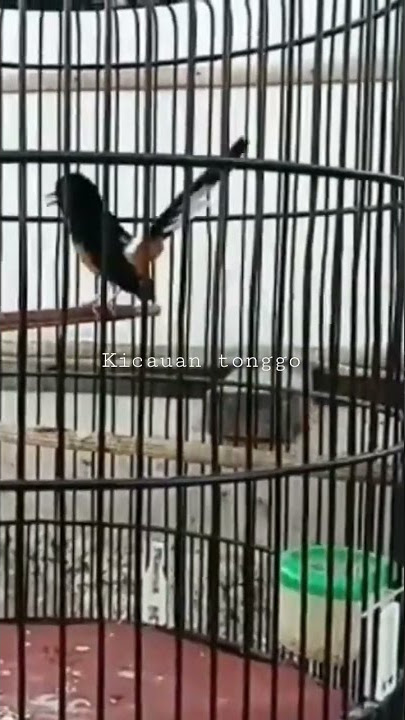 murai batu asli Jawa/ murai larwo. burung langka
