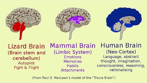 The Triune brain
