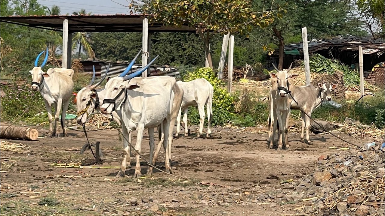 Tandor cha Raja ani Pradhan chi Paidas | #khillar #khillarpremi 