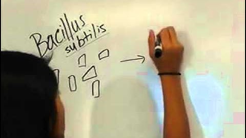 Youtube spacelab entry: Let