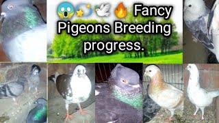 Gamma vlogs is live! 😱💫🕊️🔥 Pigeons Breeding progress. Subscribe for more. #live #birds #pigeon