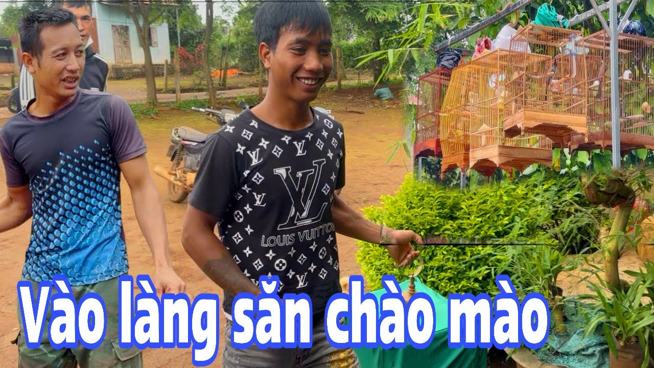 Vào làng săn lùng chào mào gặp trúng động chim