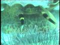 Giant Triton eats Crown-of-Thorns Starfish