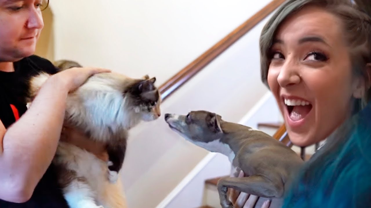 Реакция КОШКИ на моих СОБАК !!! - Дженна Марблс - YouTube
