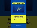 Speed Demons of the Sea: Unveiling the Sailfish, the World's Fastest Marine Animal