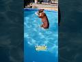 When You Realize Summer Is Almost Over! RxCKSTxR Comedy Voiceover