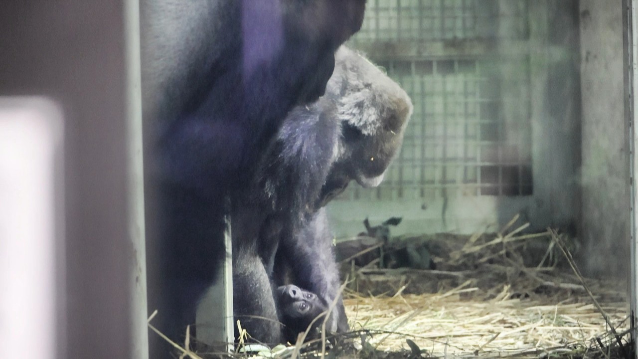 神ポジションすぎる…赤ちゃんを守るお父さんゴリラのモモタロウ｜京都市動物園｜撮影日2026.3.4｜【きょうのゴリラ】