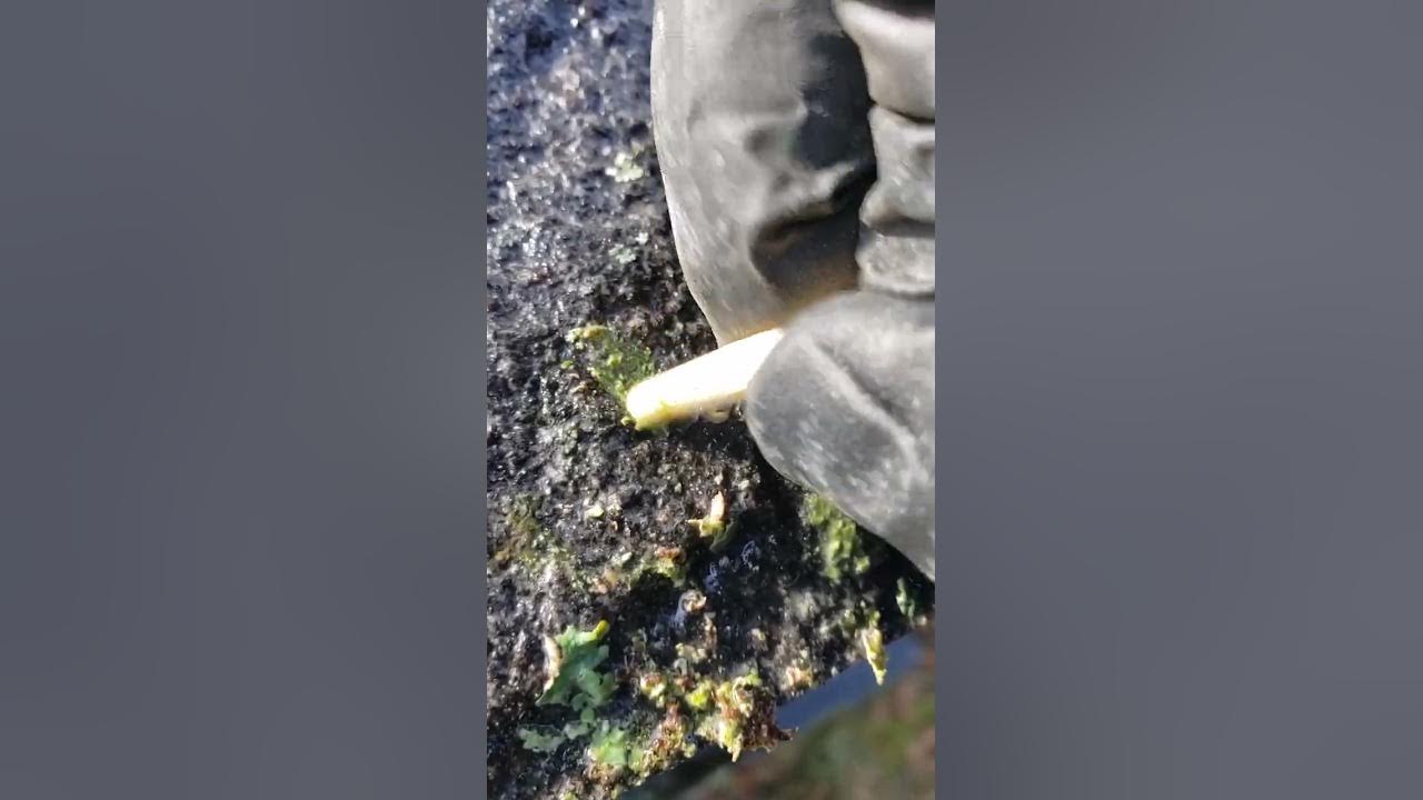 Headstone Cleaning Lichens on Granite YouTube