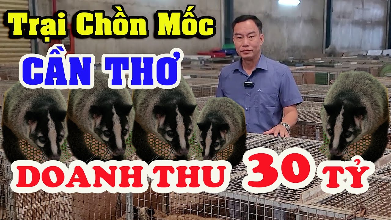 Doanh Thu Hàng Chục Tỷ Đồng Mỗi Năm Từ Chăn Nuôi Con Chồn Mốc, Cầy Vòi Mốc Tại Trang Trại Cần Thơ