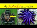 Top 5 Most Dangerous Animals In The World You Won&#39;t Believe Actually Exist In Urdu || ILM MANIA