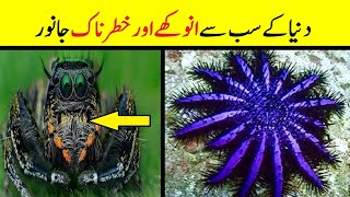 Top 5 Most Dangerous Animals In The World You Won&#39;t Believe Actually Exist In Urdu || ILM MANIA