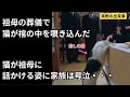 猫が祖母の葬儀に何かを感じた！感動の実話