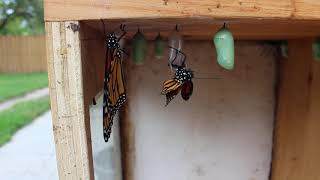 Butterfly Habitat with Hazel & Hen