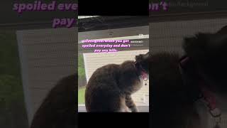 Shoutout to all the kitty mommy’s out there!! 🐈💜🪬✨