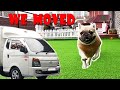 Doggos move to a new home  funny reaction and house tour