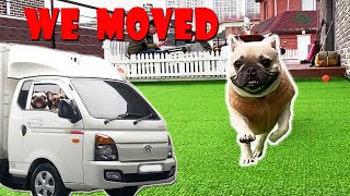 Doggos Move To A New Home | Funny Reaction And House Tour