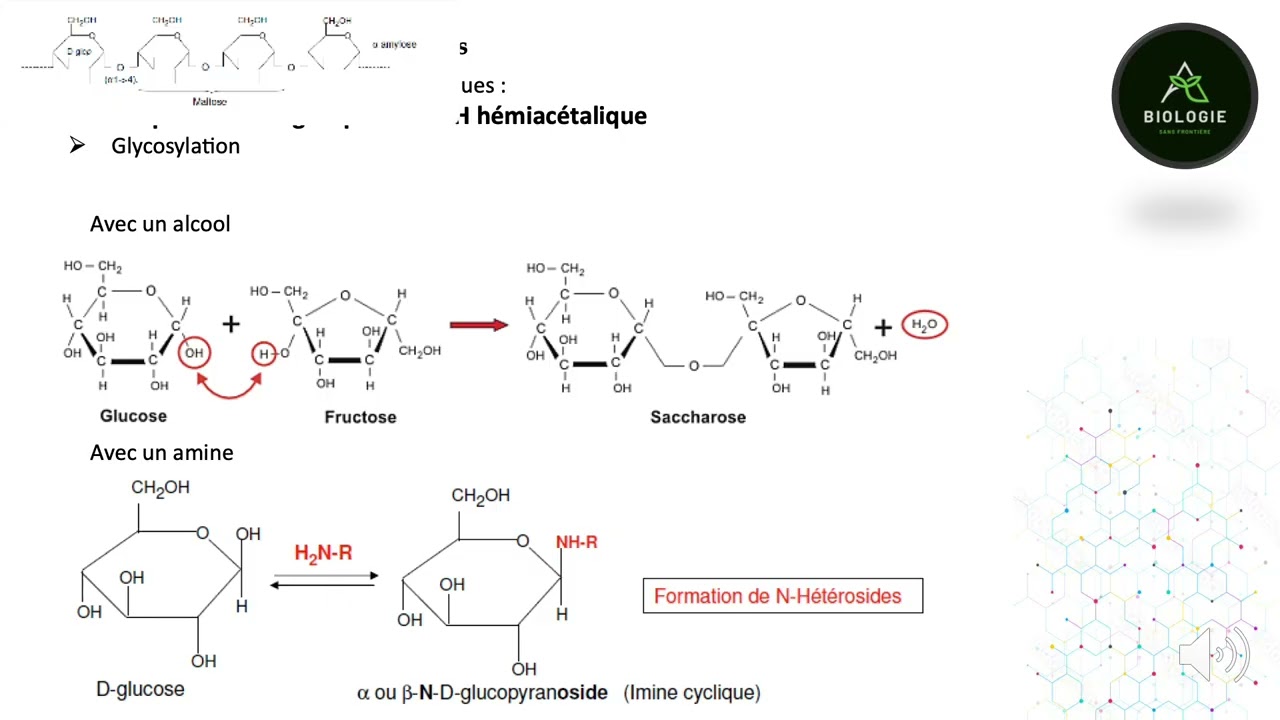 Glucides: structure et propriétés