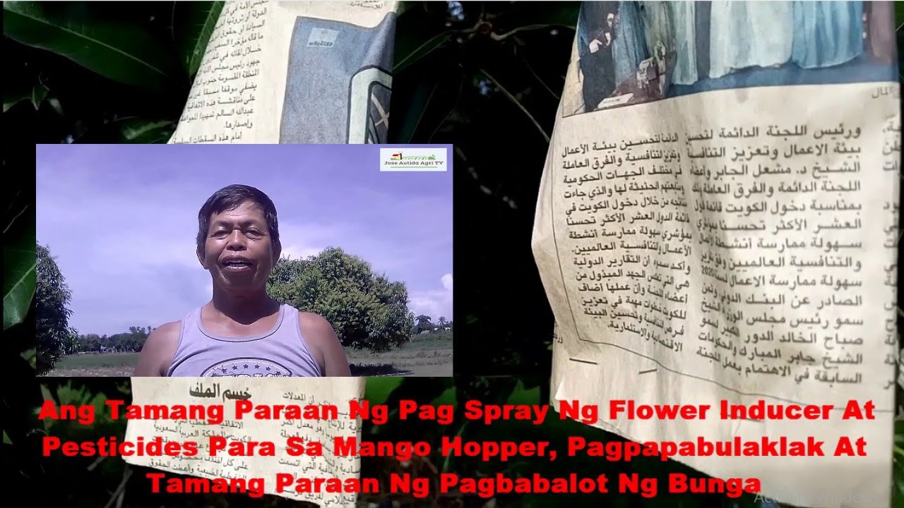 Ang Tamang Paraan Ng Pag Spray Ng Flower Inducer At Pesticides Para Sa ...