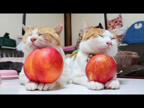 ネクタリンのせ猫 220907