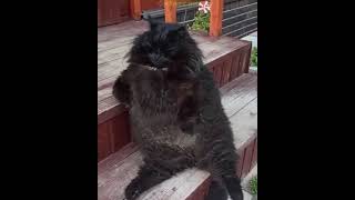 This Is The Spitting Image Of The Behemoth Cat From The Master And Margarita Ubscribe To Cats