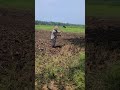 simple ways to properly care for rice fields before the rice planting season #shorts