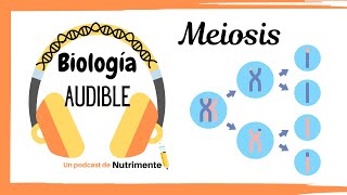 E7: Meiosis completa (y diferencias con la mitosis)