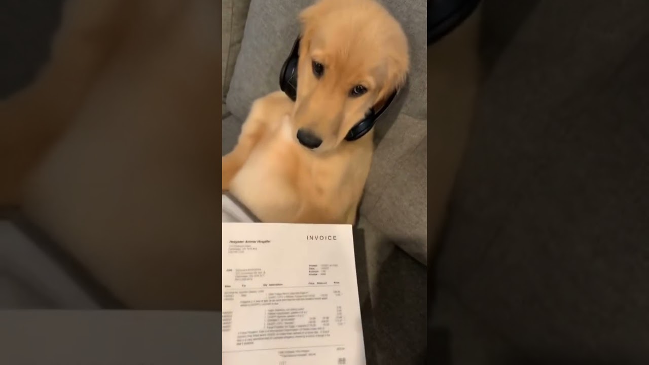 Funny Dog Competition YouTube