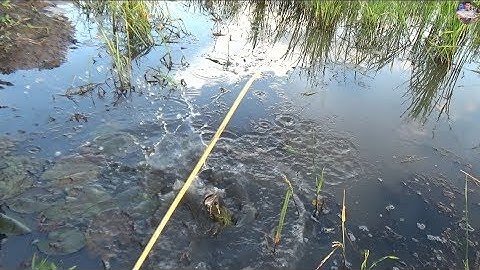 Cắm câu cá lóc trên ruộng hôm nay cá ăn quá mạnh | Catch fish in vietnam