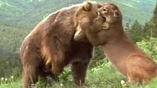 The Most Brutal Animal Fights Ever Caught on Camera by ANIMALBIOLOGIE 11,102 views 1 year ago 10 minutes, 9 seconds