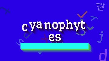 How to say "cyanophytes"! (High Quality Voices)