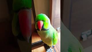 parrot talking 🦜 l Green parrot #shortsfeed #shortvideo #shorts #parrot #parrottalking #birds