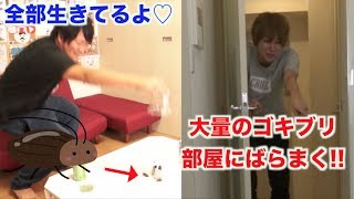 大量のゴキブリを部屋にばらまいたら取り返しつかなくなったwwww