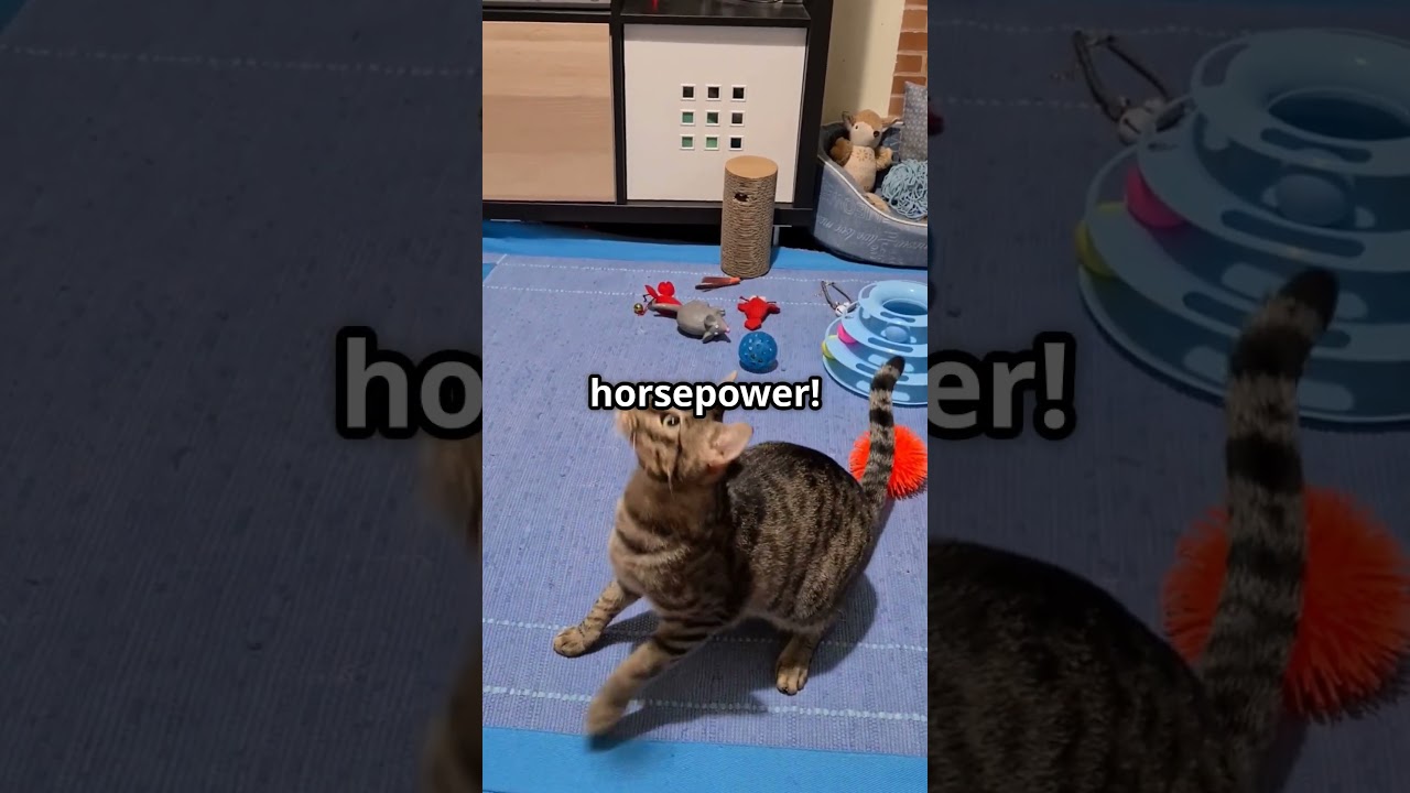 Cat vs  Car Toys Hilarious Feline Fails 