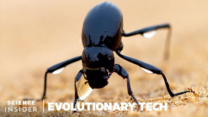 How This Beetle Could Help Solve Our Water Crisis | Evolutionary Tech - DayDayNews