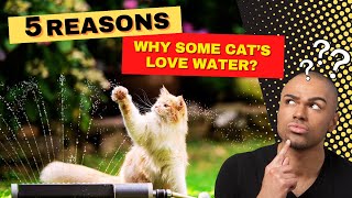 Do Cats Love Water|The Shocking Truth!Cat Breeds | Why Cats Like Water?| Cat Love❤|Funny Cat