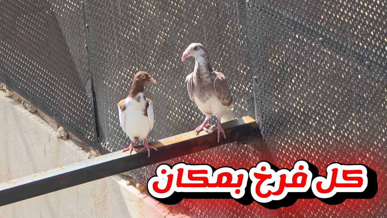 فتحت على الفراخ الجديدة ويا ريت ما فتحت كل فرخ بمكان