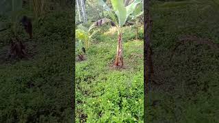 Download Lagu medjo madamo nah,, #naturalfarming #farming MP3 Download Lagu medjo madamo nah,, #naturalfarming #farming MP3