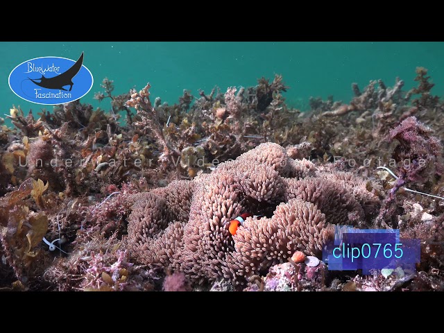 0765_Clownfishes and sea grass. 4K Underwater Royalty Free Stock Footage.