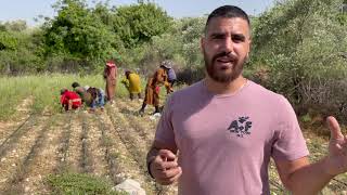 “Time to Thyme”; It's Harvest Season. Zaatar Flavors (Origanum Syriacum) in Kfarhata to the World