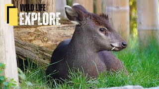 Unveiling the Enigmatic Tufted Deer | Nature's Curious Icon