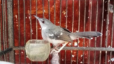 Suara Ciblek Putih Jantan Gacor Ngebren Nembak Rapet - Masteran Ciblek Kristal CIKRIS Paling Ampuh