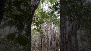బైరవ కోన trek-42 #forest #adventure #explore #hiking #banyantree #nature #besttrek #bairavakona